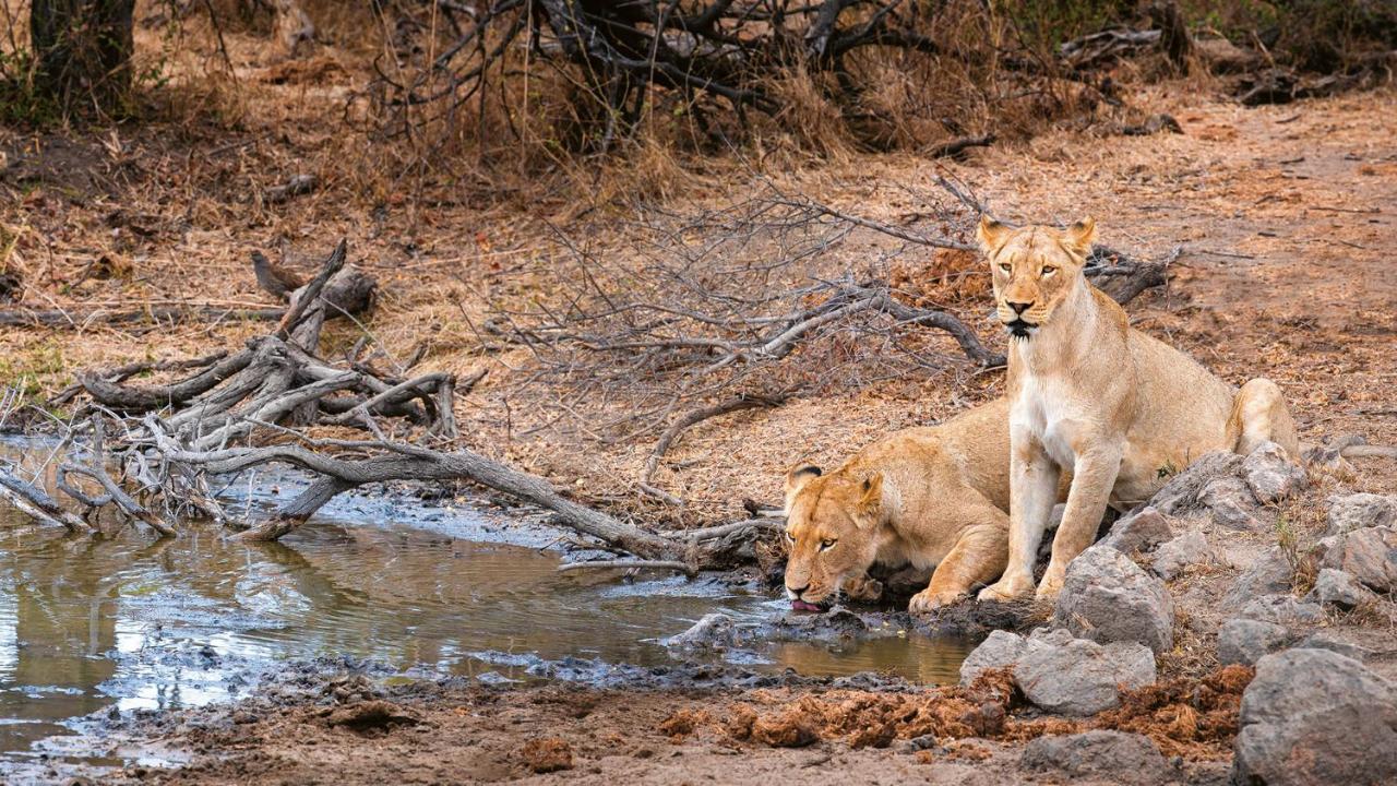 Geiger'S Camp In Timbavati Game Reserve By Newmark 외부 사진