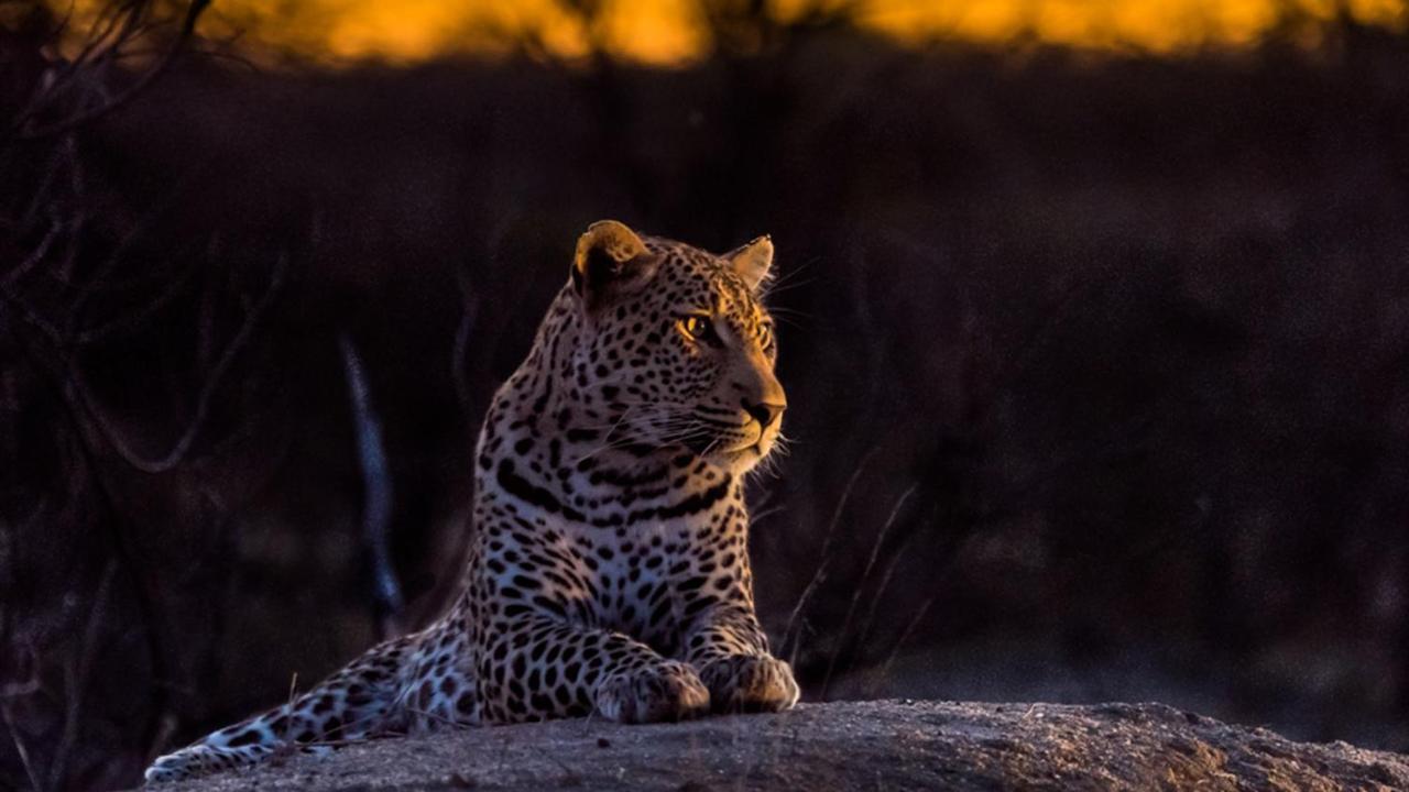 Geiger'S Camp In Timbavati Game Reserve By Newmark 외부 사진