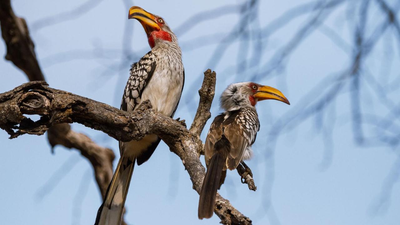 Geiger'S Camp In Timbavati Game Reserve By Newmark 외부 사진