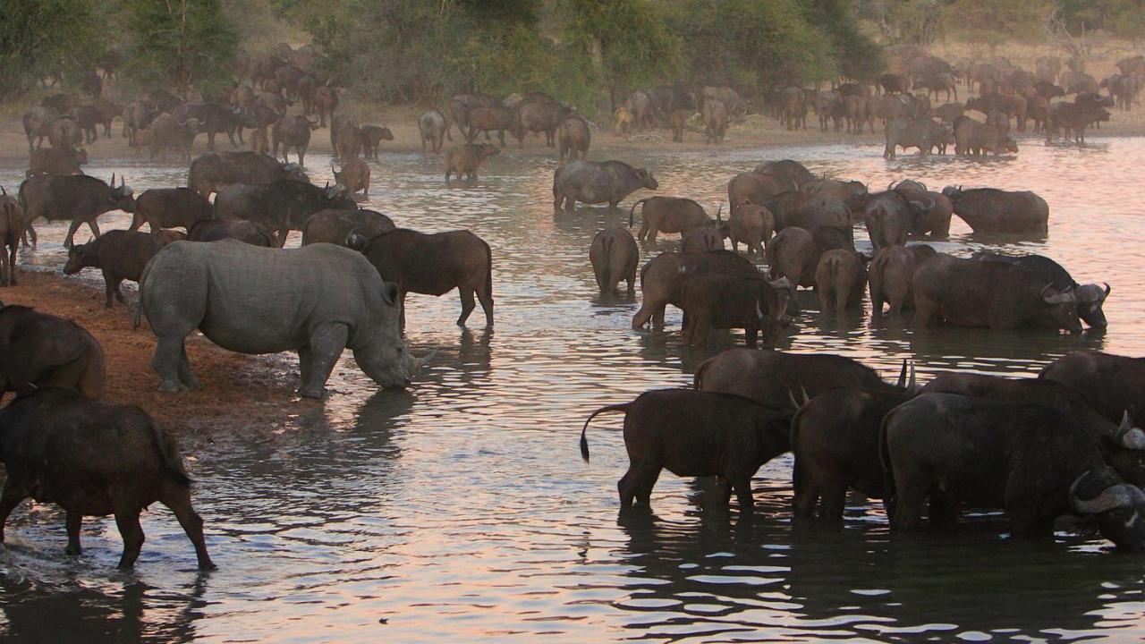 Geiger'S Camp In Timbavati Game Reserve By Newmark 외부 사진