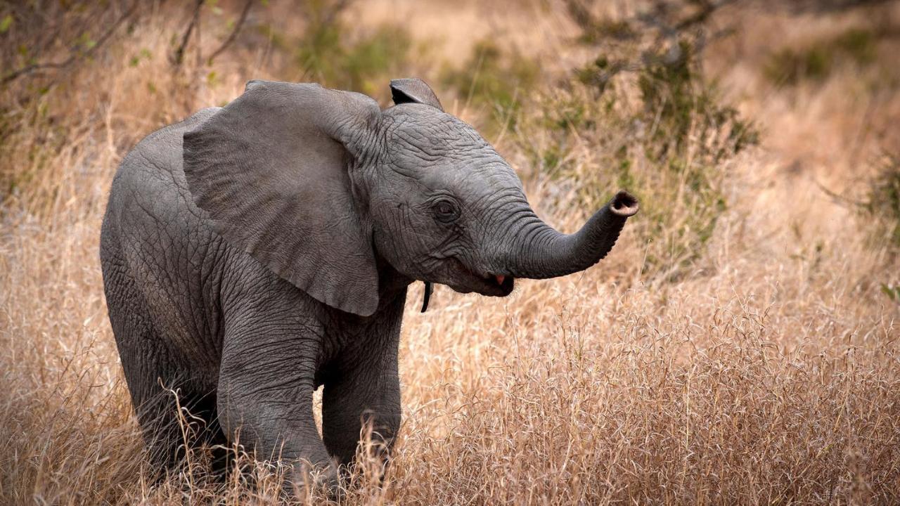 Geiger'S Camp In Timbavati Game Reserve By Newmark 외부 사진