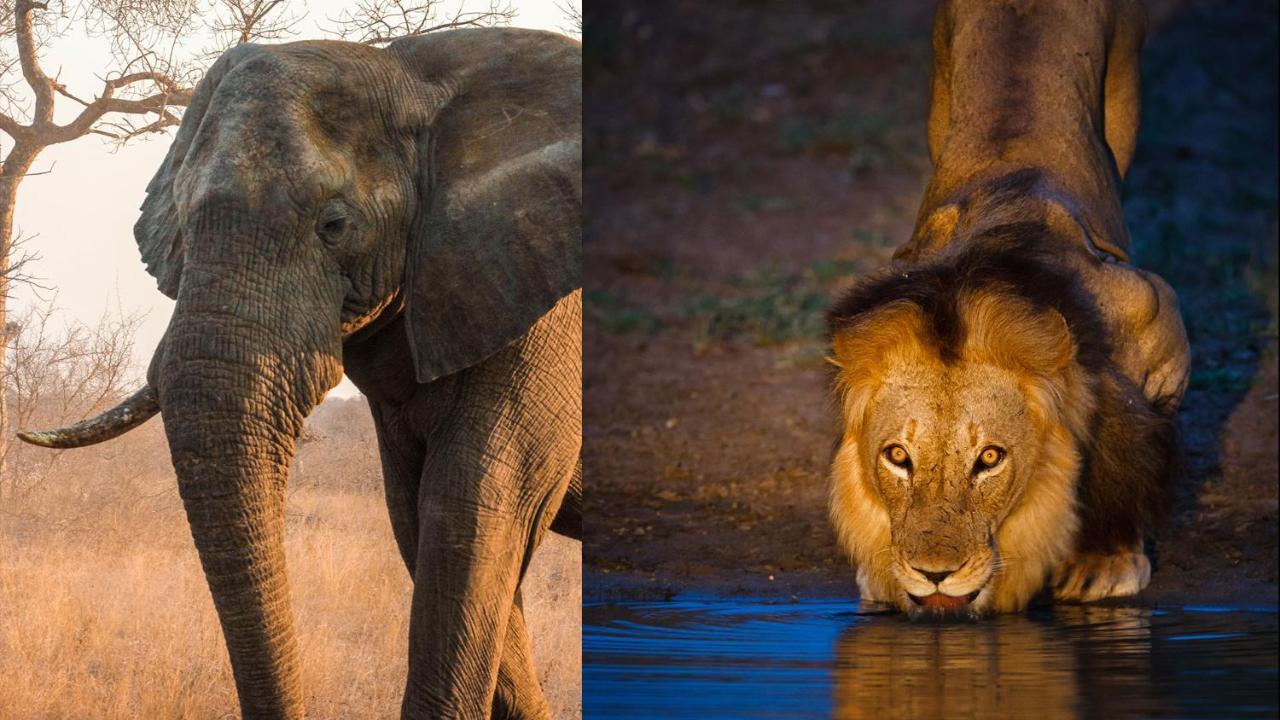 Geiger'S Camp In Timbavati Game Reserve By Newmark 외부 사진