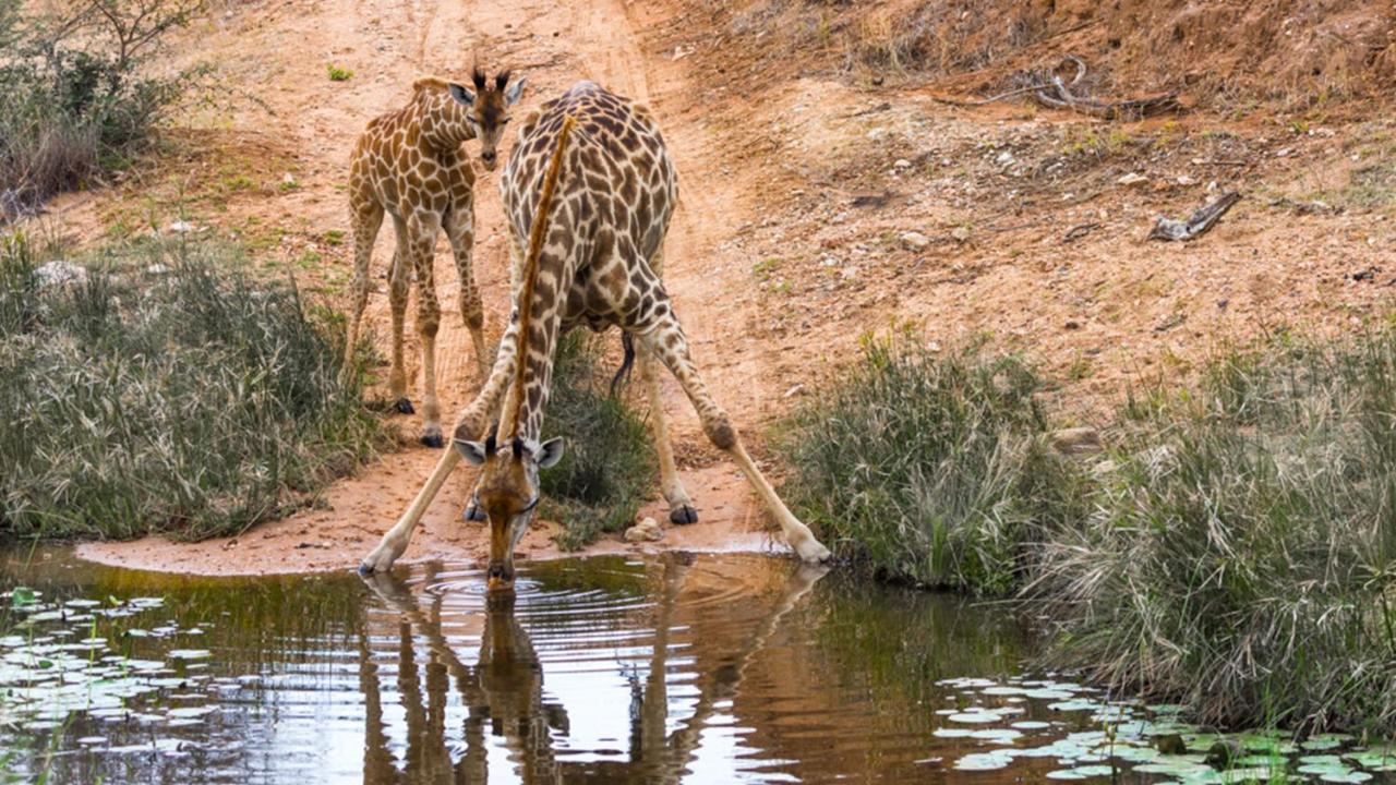 Geiger'S Camp In Timbavati Game Reserve By Newmark 외부 사진