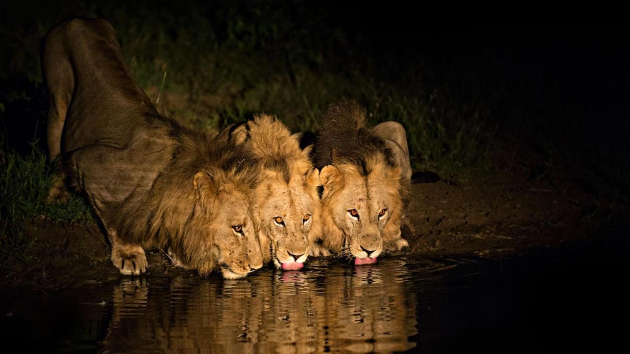 Geiger'S Camp In Timbavati Game Reserve By Newmark 외부 사진