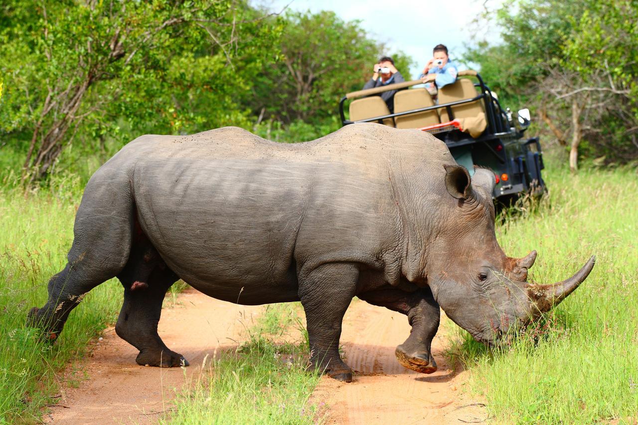 Geiger'S Camp In Timbavati Game Reserve By Newmark 외부 사진