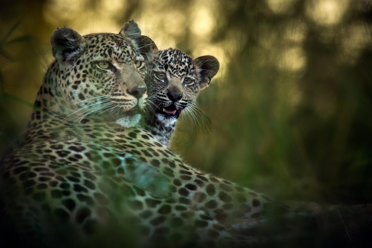 Geiger'S Camp In Timbavati Game Reserve By Newmark 외부 사진