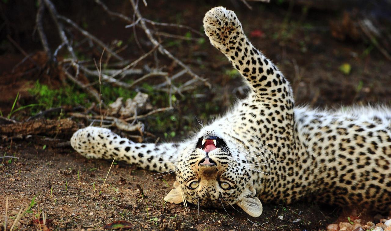 Geiger'S Camp In Timbavati Game Reserve By Newmark 외부 사진