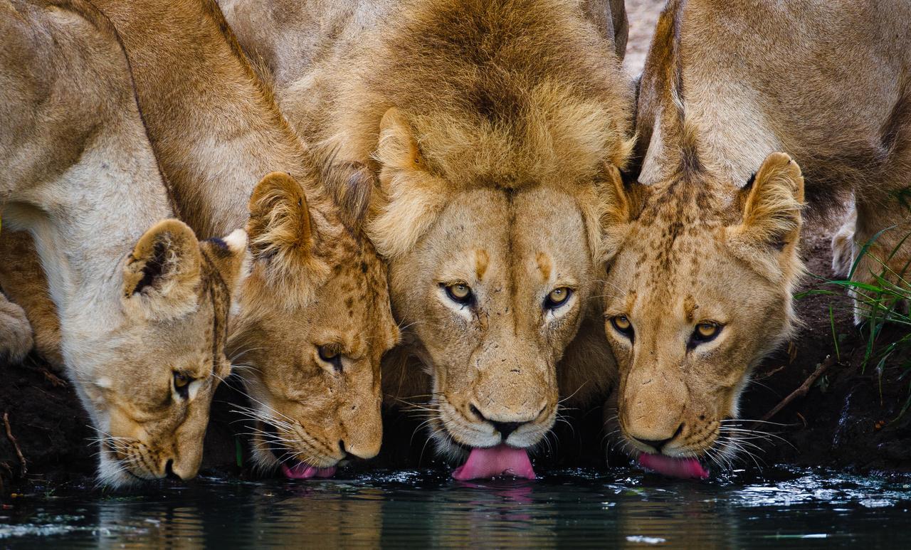 Geiger'S Camp In Timbavati Game Reserve By Newmark 외부 사진