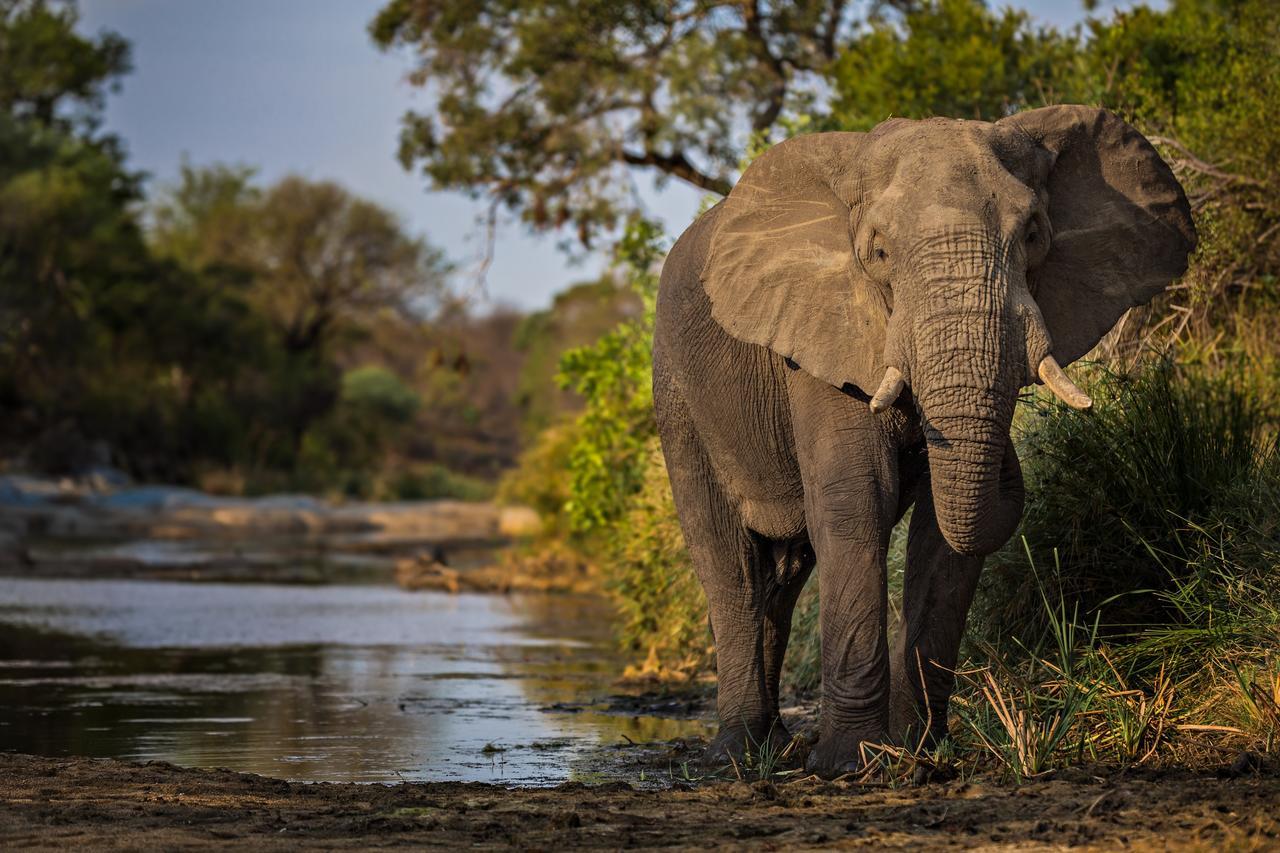 Geiger'S Camp In Timbavati Game Reserve By Newmark 외부 사진